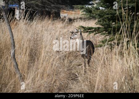 Cervi selvatici camminando lungo il percorso attraverso l'erba secca presso la Mission Marsh Area a Thunder Bay, Ontario, Canada. Foto Stock