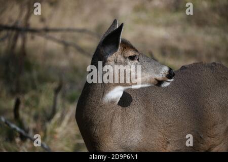 Cervi mangiare una carota vicino a Mission Marsh, Thunder Bay, Ontario, Canada, Nord America. Foto Stock