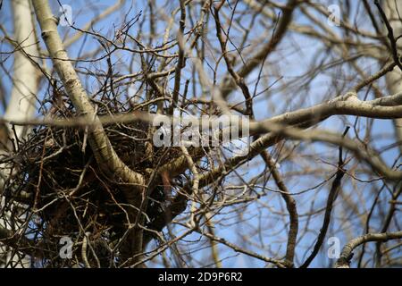 Un nido di corvi vuoto in un albero bianco di betulla, in autunno a Thunder Bay, Ontario, Canada . Foto Stock