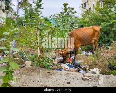 Chennai, India, 26 ottobre 2020: Mucca domestica che mangia sacchetto di plastica di spreco nella spazzatura della strada. Mucche mangiare rifiuti rifiuti rifiuti domestici rifiuti, cibo mortale pl Foto Stock