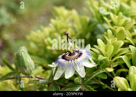 Primo piano di fiori di frutto della passione in giardino estivo / Passiflora fiore bianco e viola con sfondo verde a foglia Foto Stock