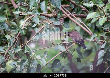 Myna comune in lussureggiante albero verde Foto Stock