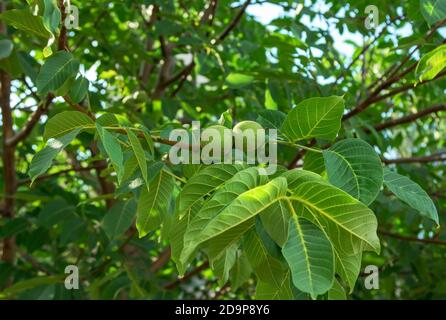 Noci verdi fresche che crescono su un ramo di albero in un giardino. Natura sfondo. Foto Stock