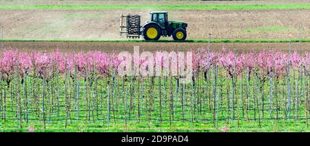 Paesaggio in primavera con fiorenti alberi da frutto rosa e un trattore, Austria Foto Stock