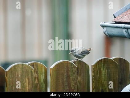 giovane redstart in attesa di uccello madre Foto Stock