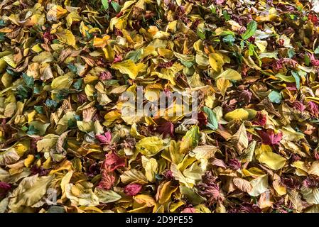 Splendido autunno che copre lo sfondo di foglie gialle, verdi e rosse caduti nel campus universitario di Dublino, Irlanda. Un sacco di foglie cadute Foto Stock