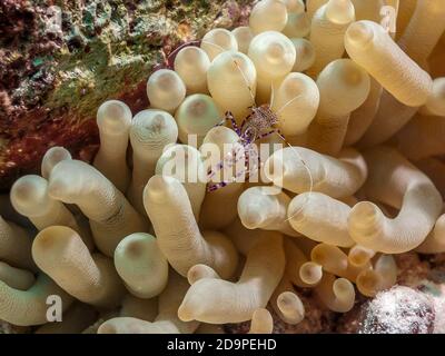 Anemoni di mare sono un gruppo di marine, animali predatori dell'ordine Actiniaria Foto Stock