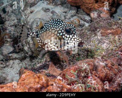 Lactophrys triqueter noto anche come smooth trunkfish, è una specie di boxfish Foto Stock