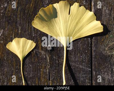 Colori dell'autunno - miscela di foglie, ginkgo, su sfondo di legno Foto Stock