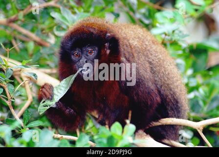 Red Titi Monkey, conosciuto anche come Coppery Titi (Callicebus cutreus, anche elencato come Plecturocebus cutreus) ha messo in pericolo il Sud America, primate del nuovo mondo. Foto Stock