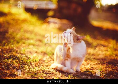 Zenzero bianco gatto zampino graffi dietro l'orecchio al tramonto estate g Foto Stock