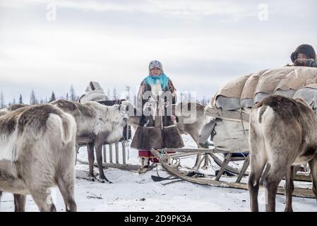 Nenets gente che prepara le slitte delle renne per la migrazione, Yamalo-Nenets Autonomous Okrug, Russia Foto Stock