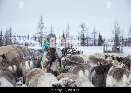 Una donna Nenet gente che prepara le slitte delle renne per la migrazione, Yamalo-Nenets Autonomous Okrug, Russia Foto Stock