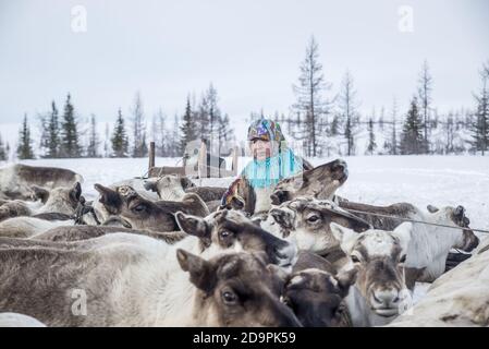 Una donna Nenet gente che prepara le slitte delle renne per la migrazione, Yamalo-Nenets Autonomous Okrug, Russia Foto Stock