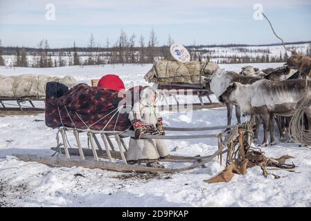 Una giovane gente di Nenet che prepara le slitte delle renne per la migrazione, Yamalo-Nenets Autonomous Okrug, Russia Foto Stock