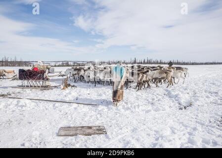 Nenets gente che prepara le slitte delle renne per la migrazione, Yamalo-Nenets Autonomous Okrug, Russia Foto Stock