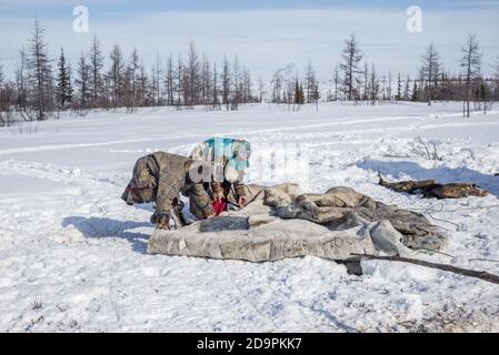 Una famiglia Nenets smantellare una tenda tradizionale per la migrazione, Yamalo-Nenets Autonomous Okrug, Russia Foto Stock