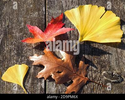 Colori dell'autunno - miscela di foglie, ginkgo, acero, quercia, su sfondo ligneo Foto Stock