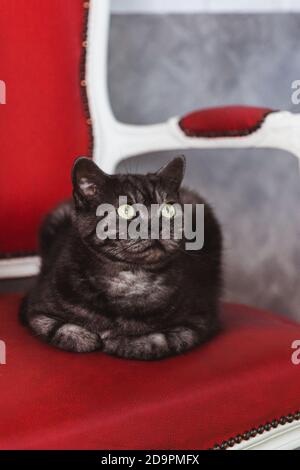 Razze britanniche colore grigio fumo gatto su un divano rosso Foto Stock