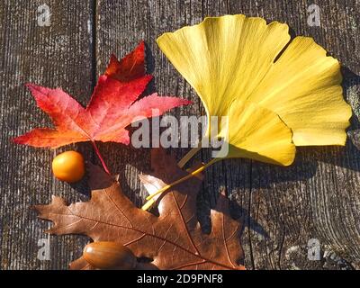 Colori dell'autunno - miscela di foglie, ginkgo, acero, quercia, su sfondo ligneo Foto Stock