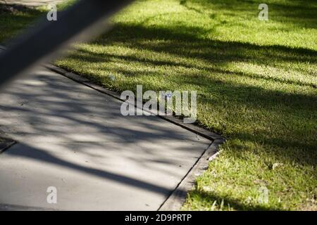 Maschio stunningly colore blu wren fata foraging in Australia giardino Foto Stock