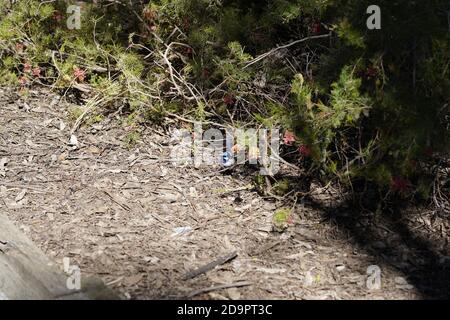 Maschio stunningly colore blu wren fata foraging in Australia giardino Foto Stock