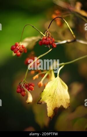 cespuglio di rowan con foglie dorate secche e bacche rosse su una giornata di sole in autunno Foto Stock