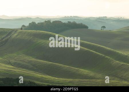 campi ondulati della toscana alla luce del mattino Foto Stock