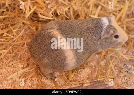 cavia sana incinta Foto Stock