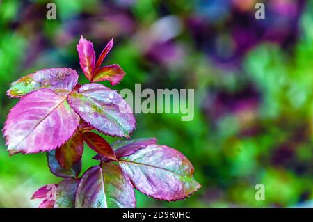 Un primo piano di foglie della pianta di rose in un giardino domestico. Foto Stock