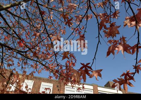 Belle foglie rosse d'autunno, alcune sembrano addirittura un rosa meraviglioso in contrasto con il sole e il cielo azzurro chiaro Foto Stock