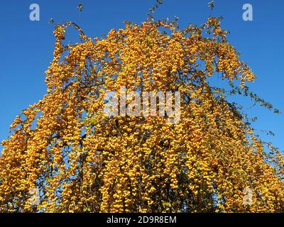 Mele ornamentali dorate lucenti appese su un albero di mele - commestibile Foto Stock