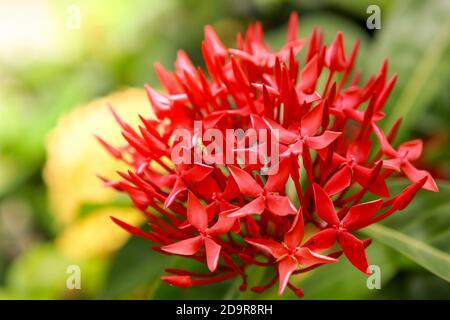 Primo piano Red Ixora coccinea texture backgruond Foto Stock