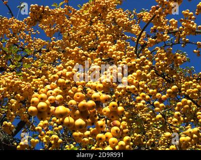 Mele ornamentali dorate lucenti appese su un albero di mele - commestibile Foto Stock