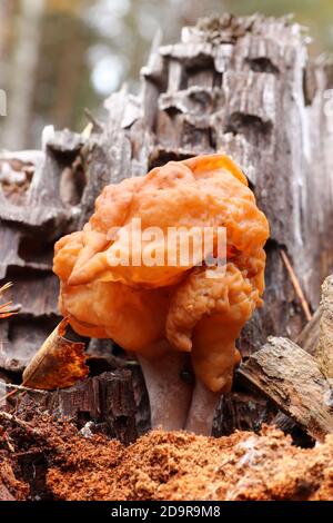 Gyromitra infula, comunemente noto come il falso morello agganciato o la sella di pinna, è un fungo non commestibile Foto Stock