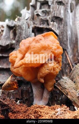 Gyromitra infula, comunemente noto come il falso morello agganciato o la sella di pinna, è un fungo non commestibile Foto Stock