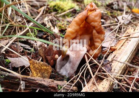 Gyromitra infula, comunemente noto come il falso morello agganciato o la sella di pinna, è un fungo non commestibile Foto Stock