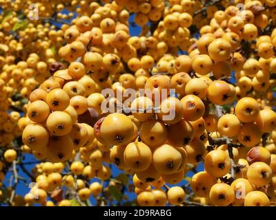 Mele ornamentali dorate lucenti appese su un albero di mele - commestibile Foto Stock