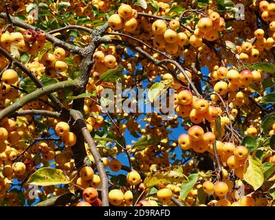 Mele ornamentali dorate lucenti appese su un albero di mele - commestibile Foto Stock