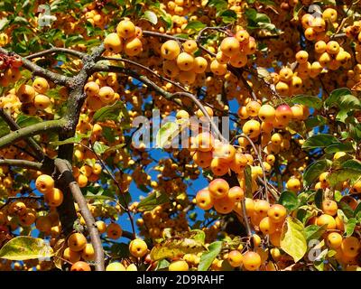 Mele ornamentali dorate lucenti appese su un albero di mele - commestibile Foto Stock