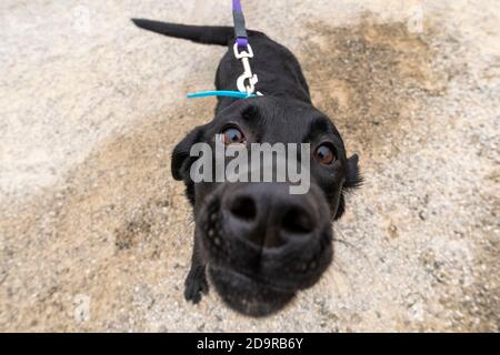 Black Labrador Retriever ottenere una foto da vicino estrema con una lente a occhio di pesce Foto Stock