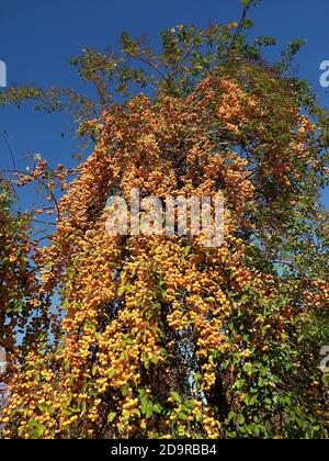 Mele ornamentali dorate lucenti appese su un albero di mele - commestibile Foto Stock