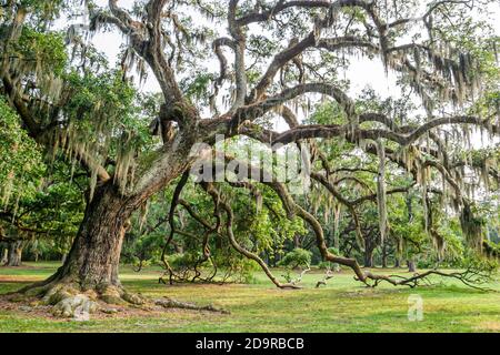 Louisiana Northshore, Mandeville, Fontainebleau state Park gigante vivo quercia albero spagnolo muschio rami, Foto Stock