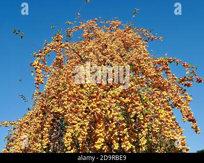 Mele ornamentali dorate lucenti appese su un albero di mele - commestibile Foto Stock