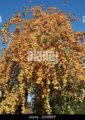 Mele ornamentali dorate lucenti appese su un albero di mele - commestibile Foto Stock