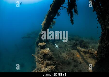 10 settembre 2020. Anapa, Russia. Freewiver professionale in muta e relitto con alghe marine sottomarine. Foto Stock