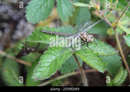 Dragonfly nel giardino domestico Foto Stock