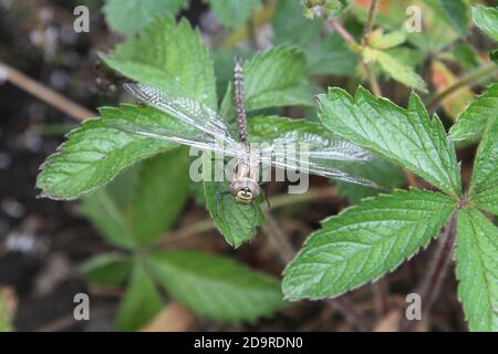 Dragonfly nel giardino domestico Foto Stock