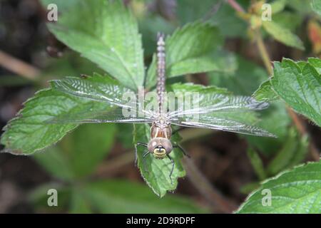 Dragonfly nel giardino domestico Foto Stock