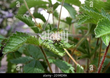 Dragonfly nel giardino domestico Foto Stock